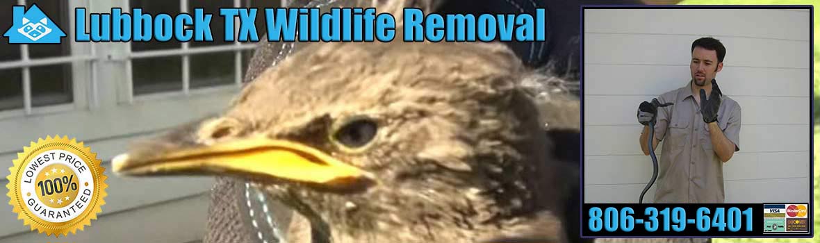 Lubbock Wildlife and Animal Removal
